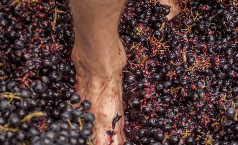 Fiesta de la vendimia en la bodega Ponte da Boga