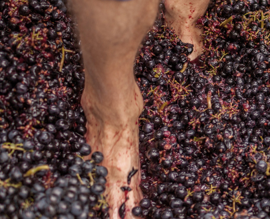 Fiesta de la vendimia en la bodega Ponte da Boga