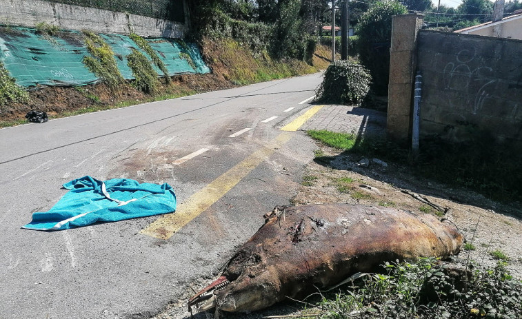 Investigan el origen de un cetáceo que apareció muerto en una carretera de Oleiros