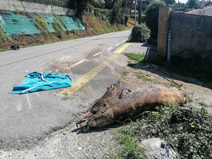 Investigan el origen de un cetáceo que apareció muerto en una carretera de Oleiros