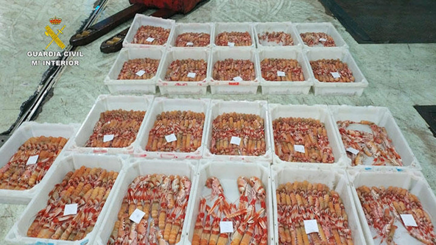 Intervienen en A Coruña casi 90 kilos de cigalas supuestamente capturadas en zona prohibida