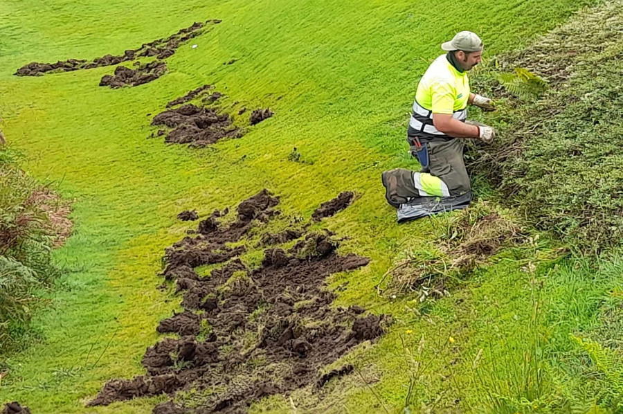 Una piara de jabalíes arrasa desde hace meses el césped del monte de San Pedro