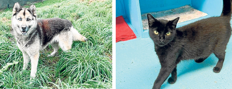 Xira y Lourdes buscan hogar