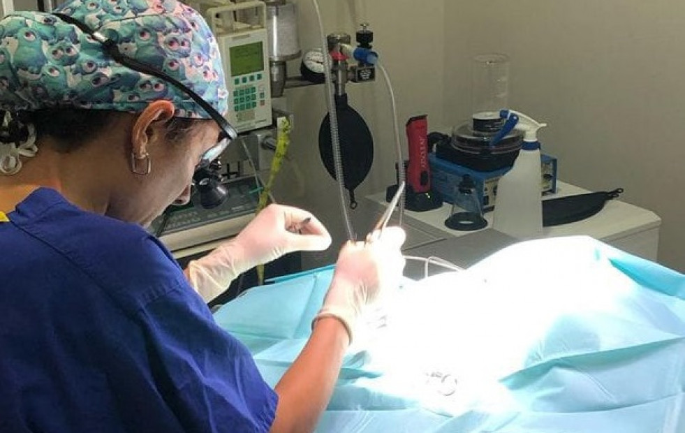 Estas son las seis mejores clínicas veterinarias de Galicia