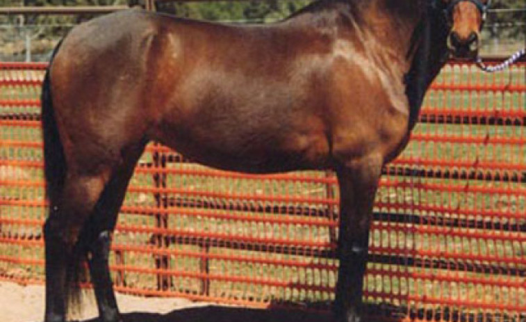 Tres investigados por robar un caballo supuestamente abandonado en Cerceda