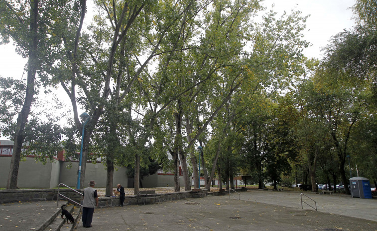 El plan para acondicionar los árboles del Barrio de las Flores comenzará a finales de mes