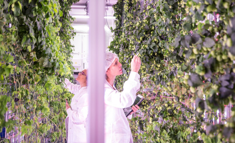 Ekonoke construirá una planta piloto de lúpulo indoor en Chantada