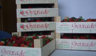 Frutas Geixade, la historia de dos hermanos que crecieron entre campos de fresas