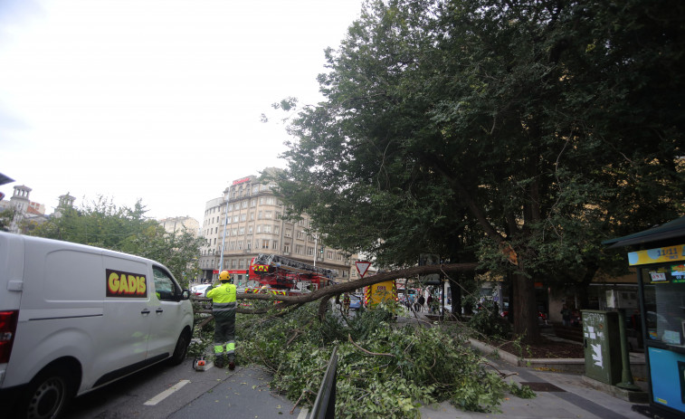 El temporal tira una rama de ocho metros sobre la calzada en Cuatro Caminos