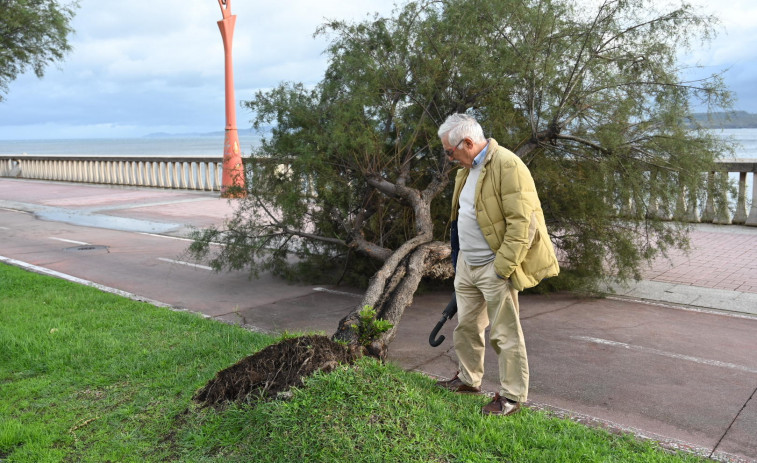 Un árbol de cuatro metros se abate sobre el carril bici del Paseo Marítimo de A Coruña