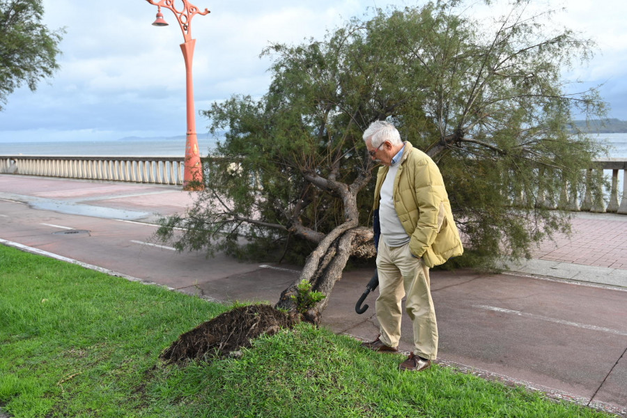 Un árbol de cuatro metros se abate sobre el carril bici del Paseo Marítimo de A Coruña