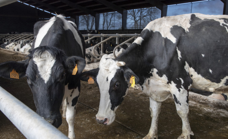 El precio de la leche sube con vistas a superar los 0,60 euros en diciembre