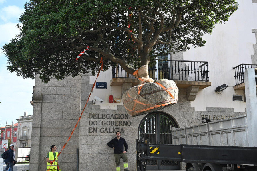 Comienza la mejora del acceso a la nueva entrada del puerto con la retirada de arbustos