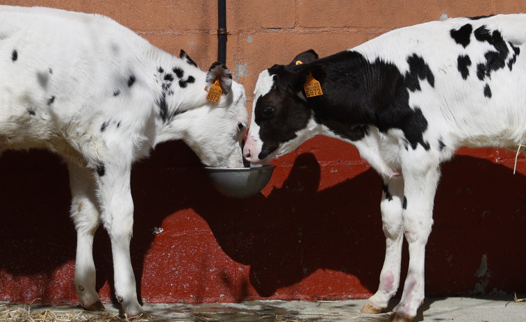 El precio de una vaca para producir leche en Galicia sube un 50%