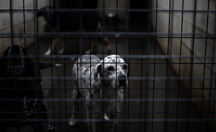 Las protectoras de animales de Galicia se ven desbordadas ante el aumento de abandonos