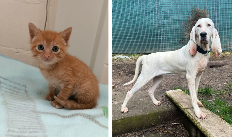 Gatocan busca una familia para Cora y Blanca