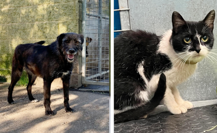 Sira y Margarita buscan hogar