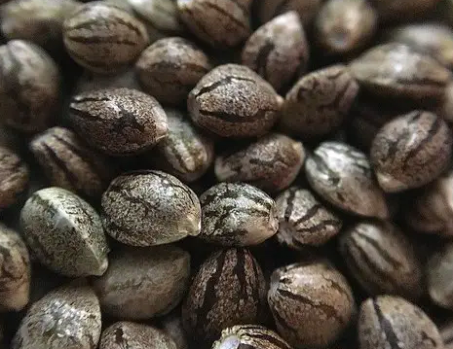 Curiosidades de las semillas de cannabis