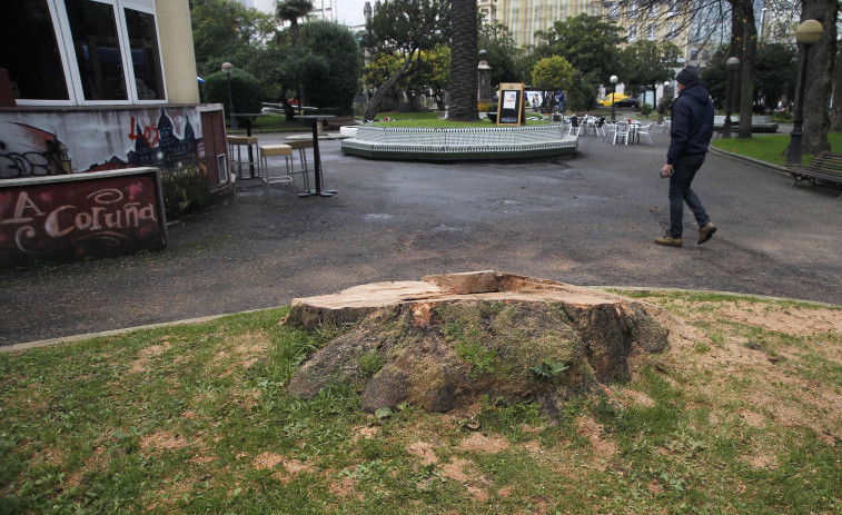 Talan un magnolio y una persea en Méndez Núñez por presentar riesgo de caída