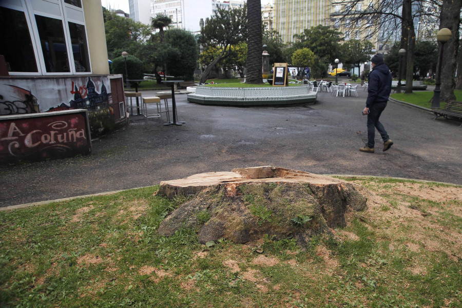 Talan un magnolio y una persea en Méndez Núñez por presentar riesgo de caída