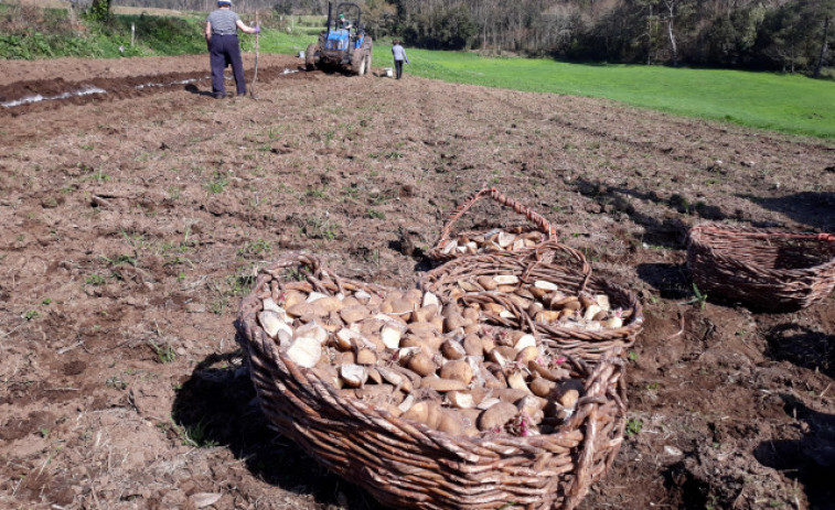 La cosecha de la patata se retrasa por la lluvia en Galicia