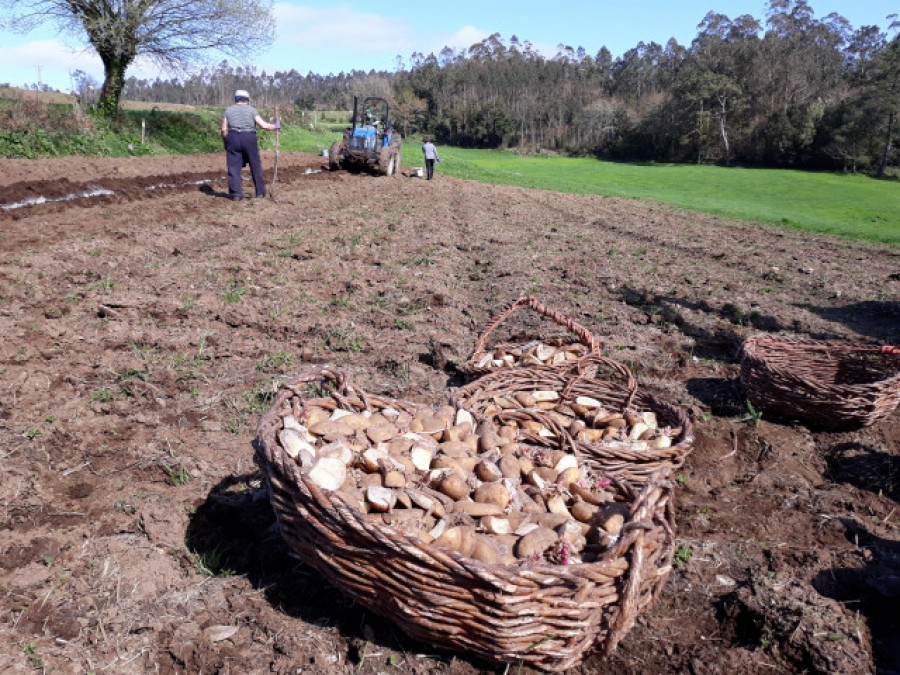 Chamín y Sorrizo mantienen la prohibición de plantar patatas