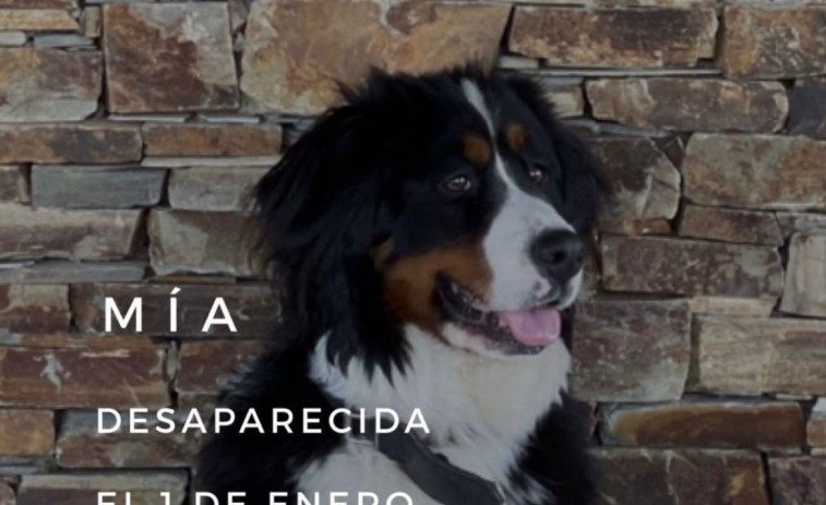 Se busca a Mía, una perra desaparecida en Oleiros desde el 1 de enero
