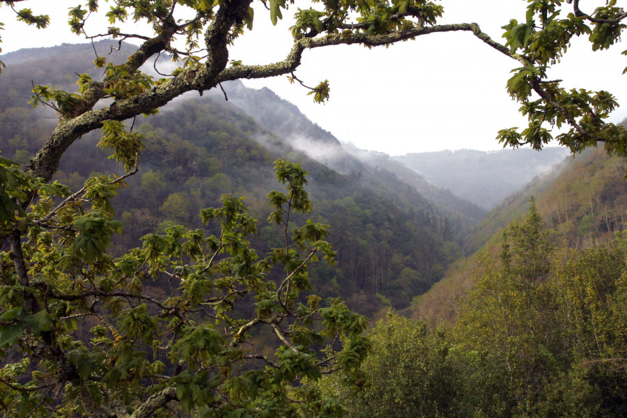 Ecologistas alertan de que el plan rector de las Fragas do Eume "solo protege un 3,3%" del parque natural