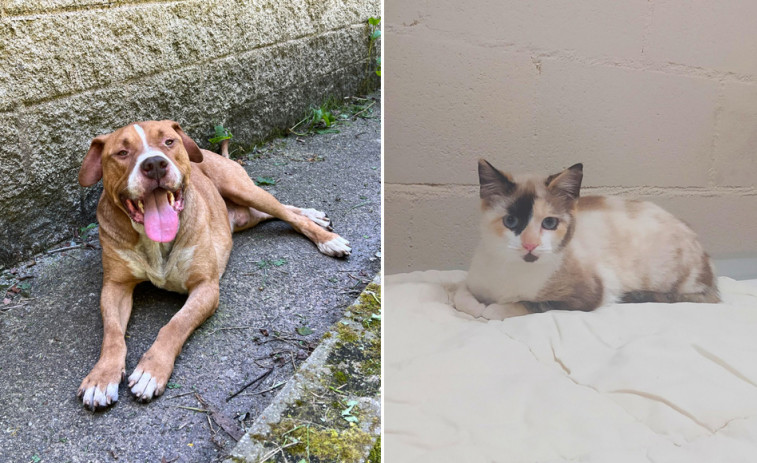 Maxy y Moly buscan hogar