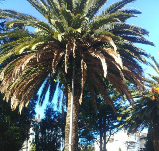 Palmera 17384415