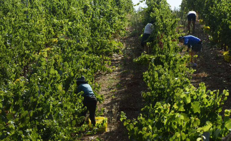 Casi 200 viticultores se reparten más de 2 millones de euros en ayudas de la Xunta para mejorar sus producciones