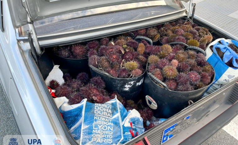 La Policía Autonómica decomisa 162 kilos de erizo a los furtivos coruñeses de O Portiño