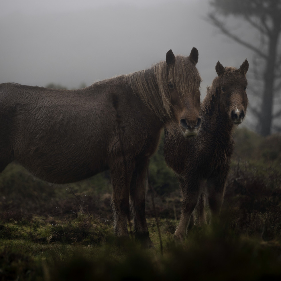 La desaparición del último caballo salvaje en Galicia