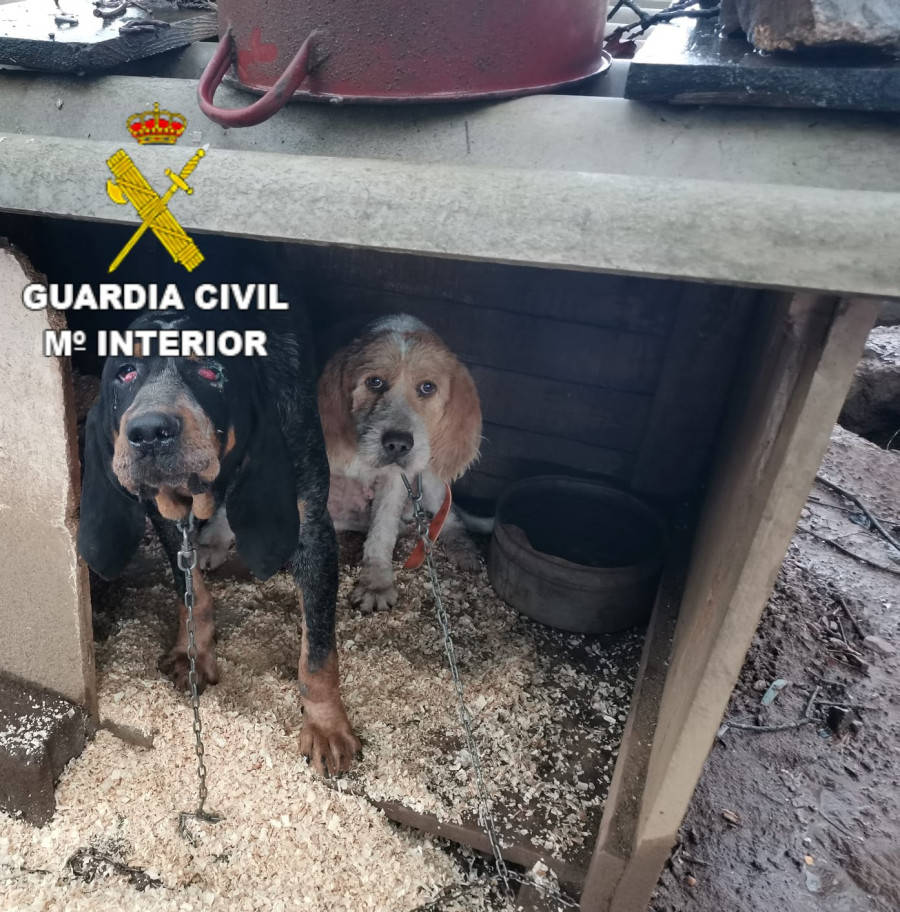 Denunciado un vecino de Oza-Cesuras por mantener a 10 perros de caza en malas condiciones