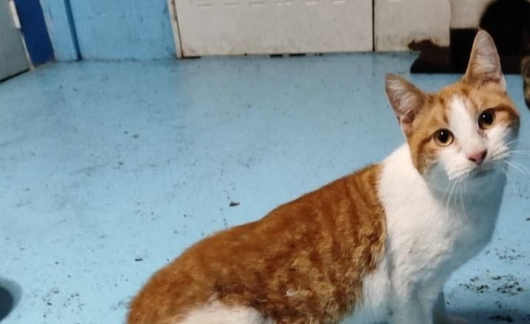 Gatocan busca un hogar para Tax