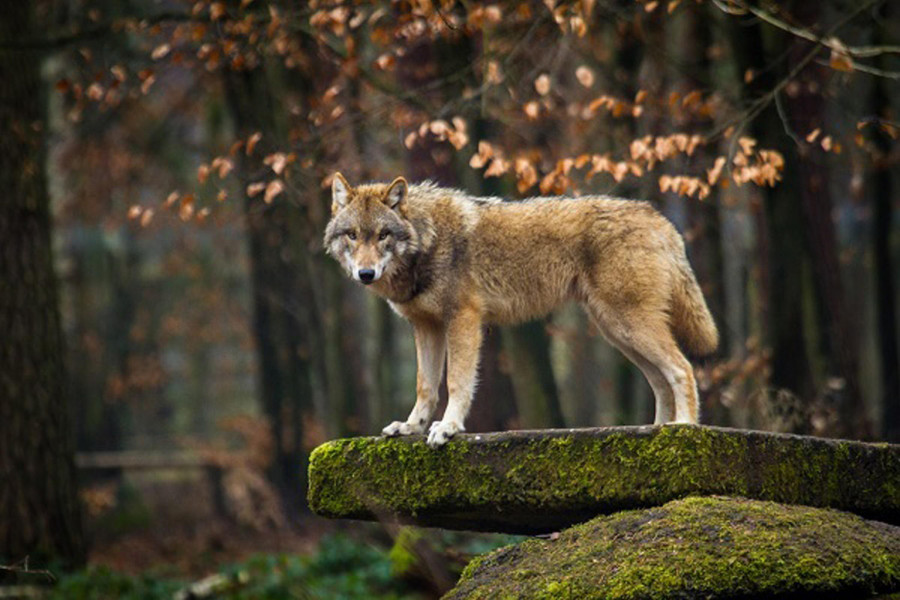 ¿Comieron humanos y lobos las mismas presas hace 1,5 millones de años?