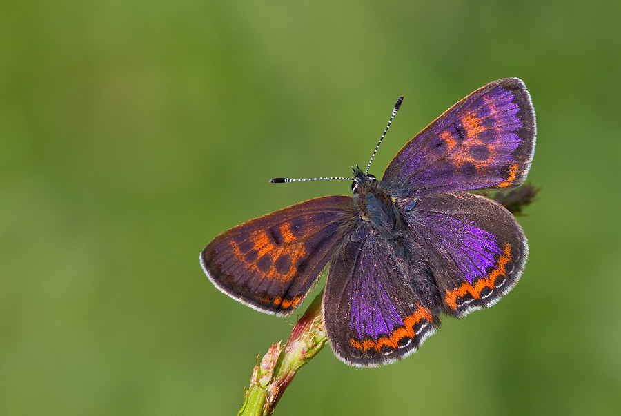 La pequeña y amenazada "manto violeta", elegida Mariposa del Año 2023