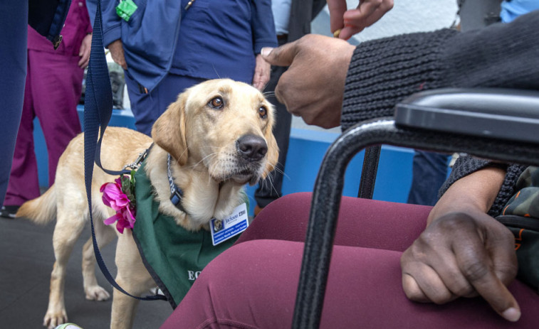 Una perra da afecto a pacientes en rehabilitación de un hospital