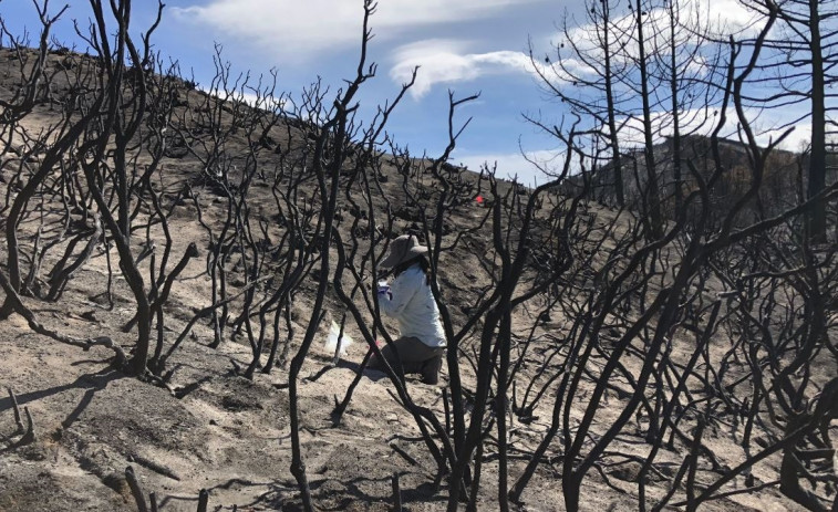 Descubren hongos y bacterias que prosperan tras los incendios forestales