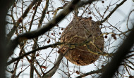 Retirados más de 2.000 nidos de avispa velutina entre enero y junio en Galicia