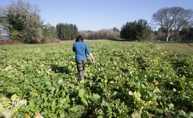 Galicia continuará con máximas superiores a 20 grados este Domingo de Carnaval