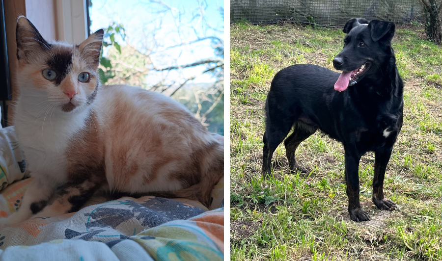 Moly y Negra buscan hogar