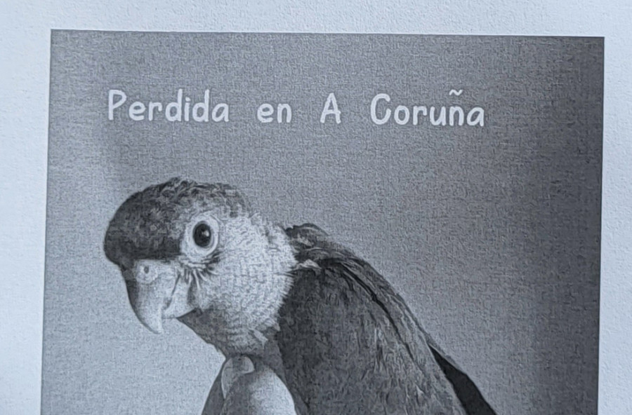 Buscan una cotorra desaparecida en la avenida de Oza