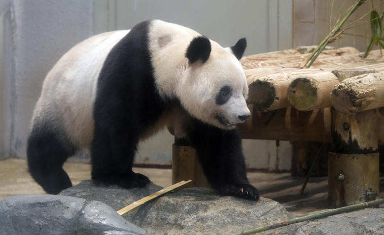 Una osa panda nacida en Japón regresa a China para buscar novio
