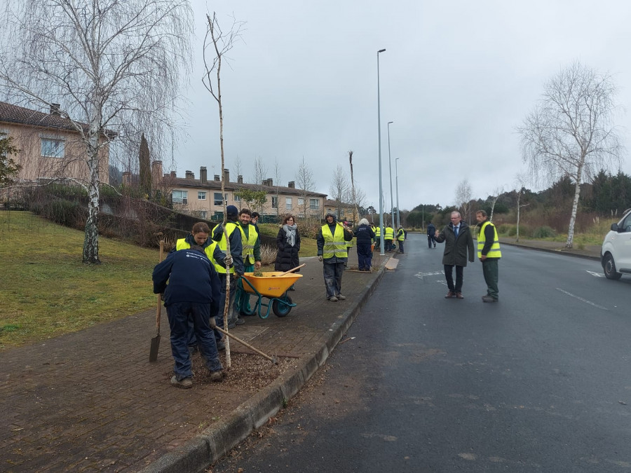 El alumnado del obradoiro de empleo ‘Artabroemprede’ inicia la plantación de abedules en Costa Miño