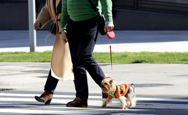 El número de mascotas creció más de un 25% en A Coruña desde la pandemia