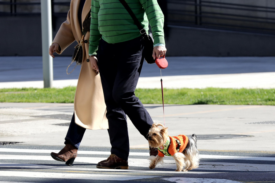 El número de mascotas creció más de un 25% en A Coruña desde la pandemia