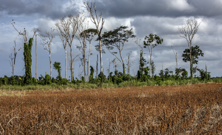 Datos satelitales confirman que la Amazonía pierde sus bosques