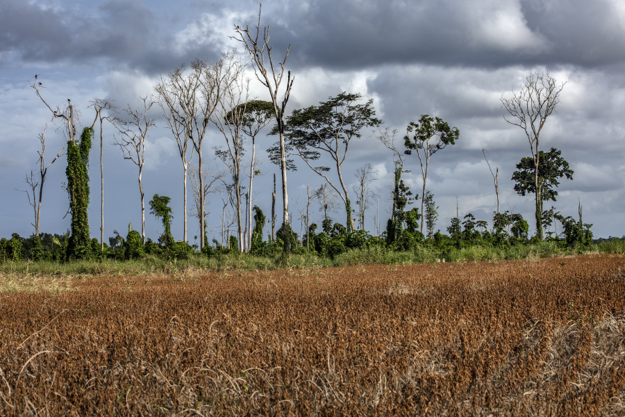 Datos satelitales confirman que la Amazonía pierde sus bosques