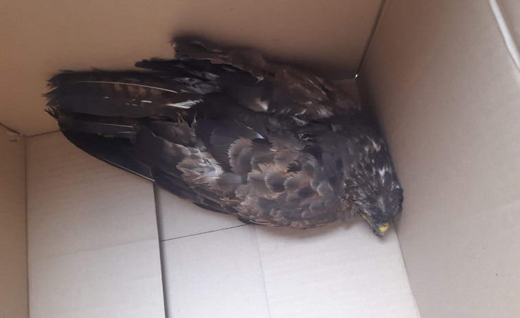 Recuperan en Lugo debajo de un puente un águila que apenas podía moverse
